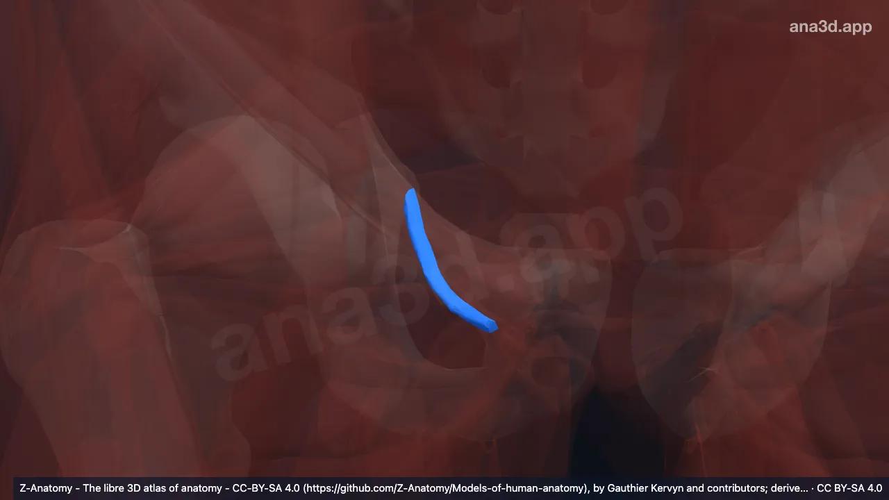 Model 3D: Arkus tendineus otot levator ani kanan