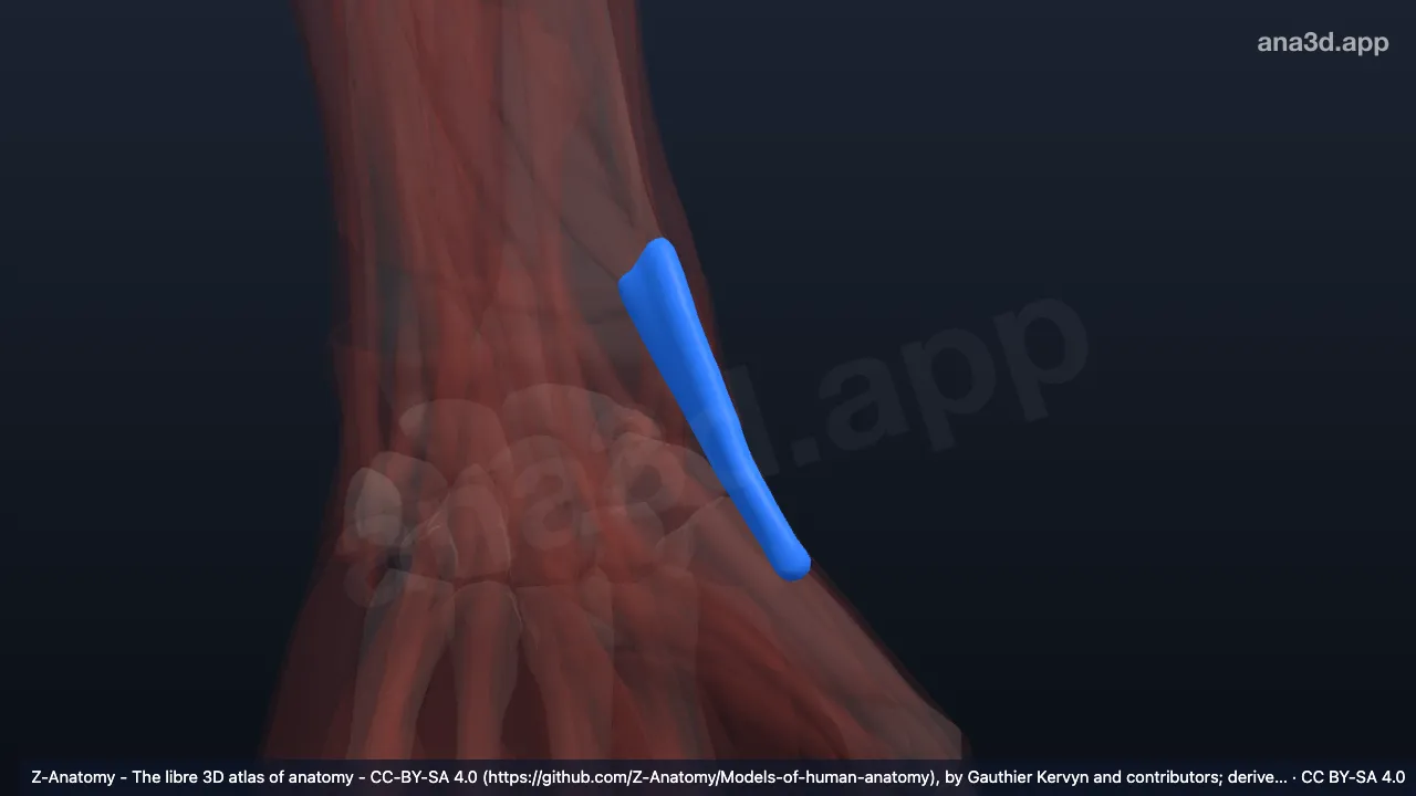 Modelo 3D: Bainha do tendão do abdutor longo e extensor curto do polegar esquerdo