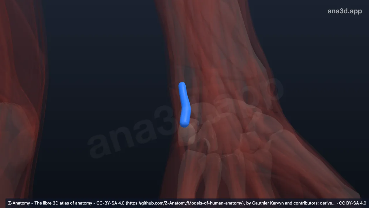 Modelo 3D: Bainha do tendão do extensor ulnar do carpo esquerdo