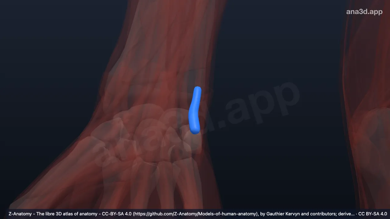 3D 模型：右尺侧腕伸肌腱鞘