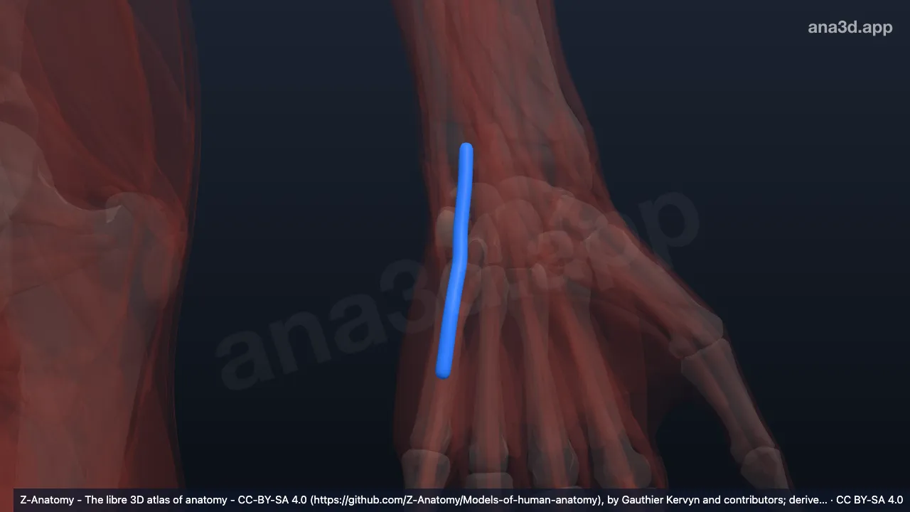 Modelo 3D: Bainha do tendão do extensor do dedo mínimo da mão esquerda
