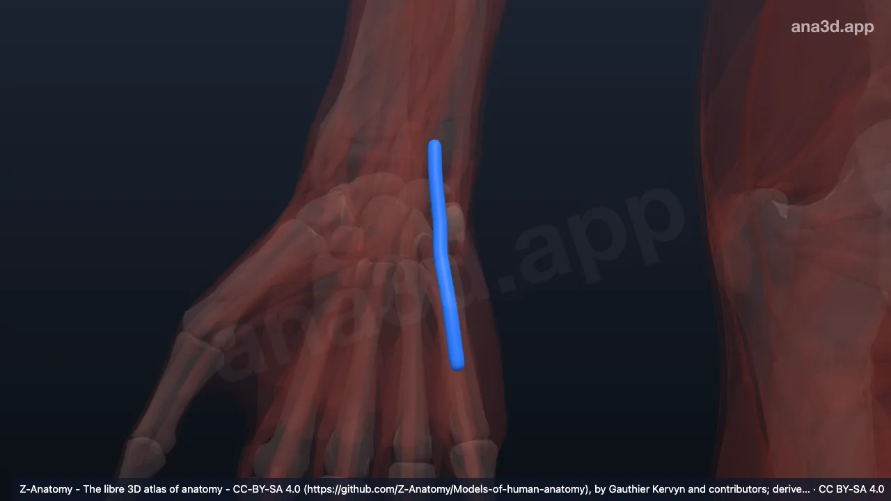 Modelo 3D: Bainha do tendão do extensor do dedo mínimo da mão direita