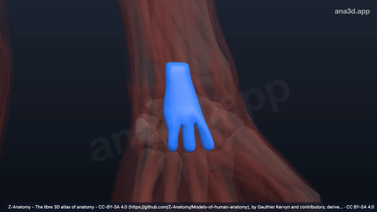 3D 模型：左指伸肌和示指伸肌腱鞘