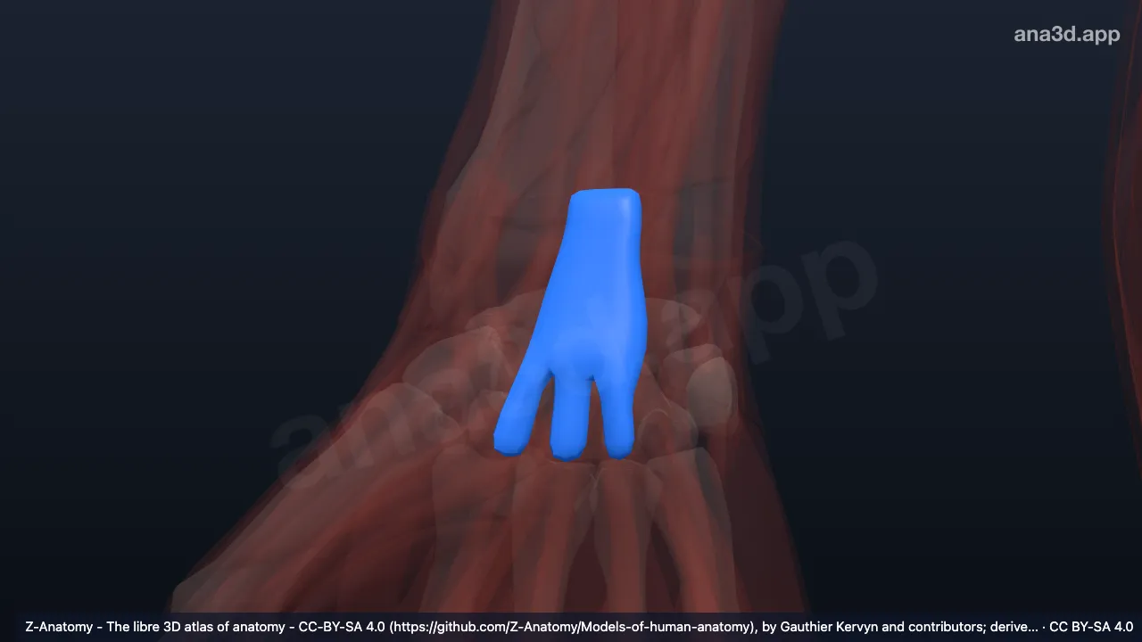 3D 模型：右指伸肌和示指伸肌腱鞘