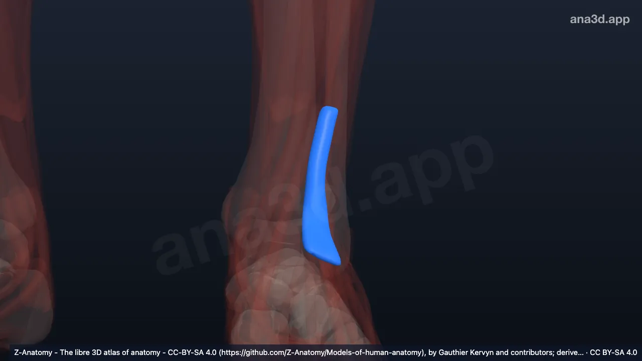 Modelo 3D: Bainha do tendão do extensor longo dos dedos esquerdo