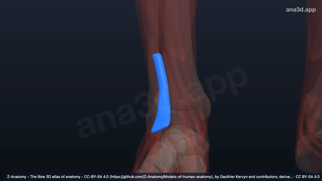 Modelo 3D: Bainha do tendão do extensor longo dos dedos direito