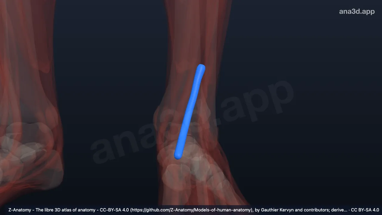 Modelo 3D: Bainha do tendão do extensor longo do hálux esquerdo