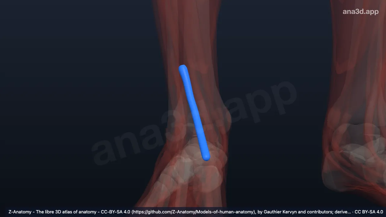 Modelo 3D: Bainha do tendão do extensor longo do hálux direito