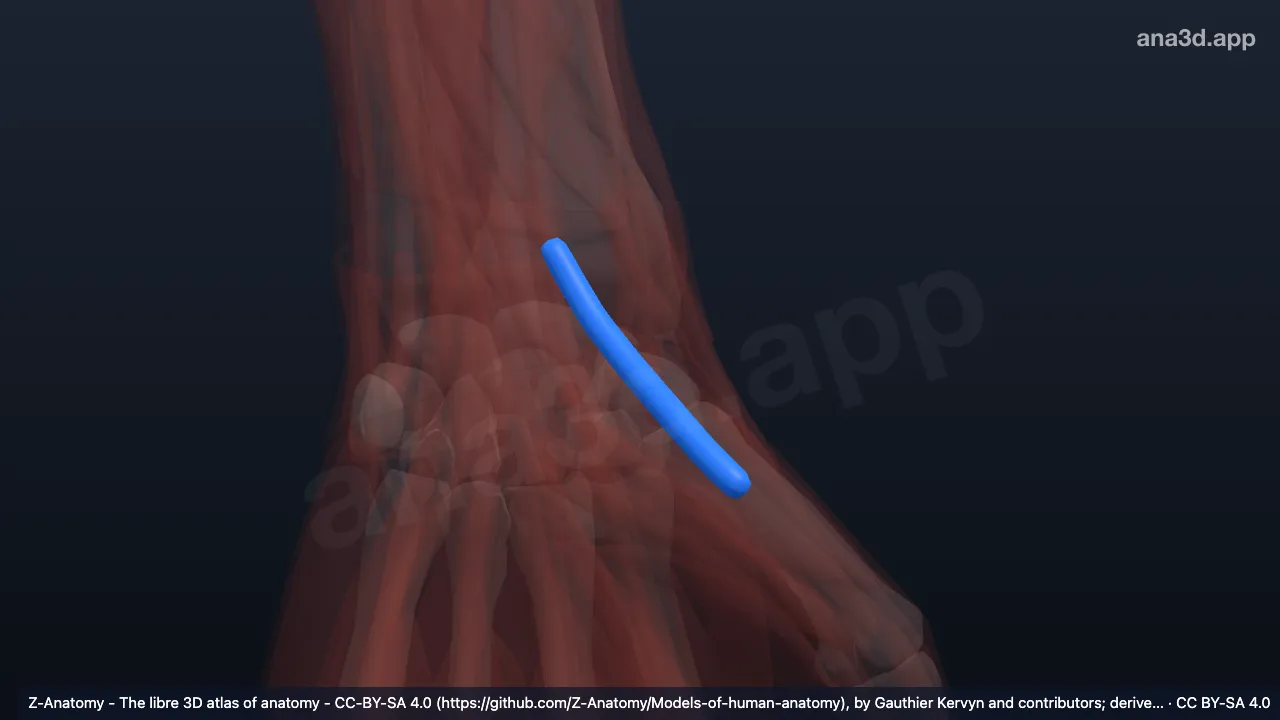 3D 模型：左拇长伸肌腱鞘
