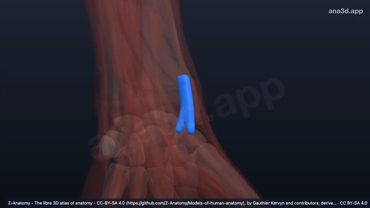 Modelo 3D: Bainha do tendão dos extensores radiais do carpo esquerdos