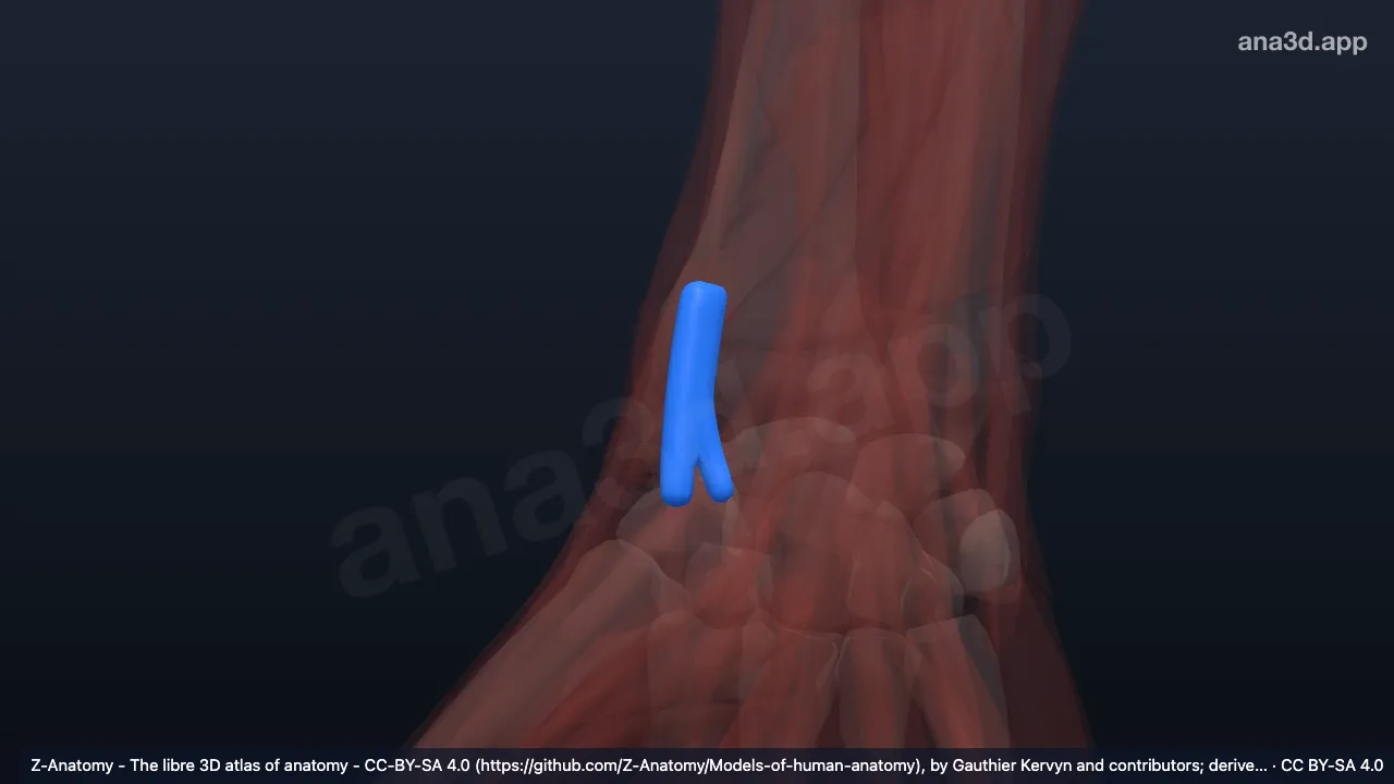 Modelo 3D: Bainha do tendão dos extensores radiais do carpo direitos