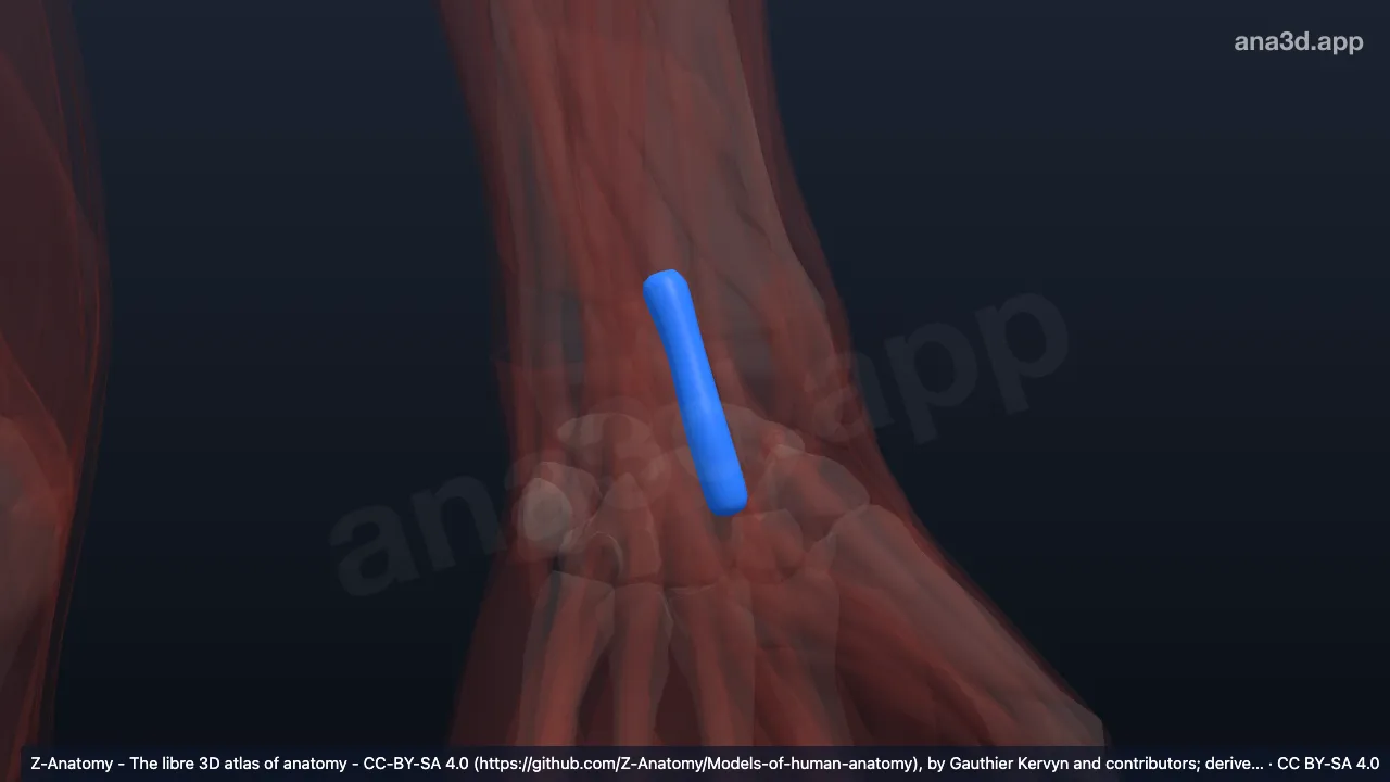 Modelo 3D: Bainha do tendão do flexor radial do carpo esquerdo