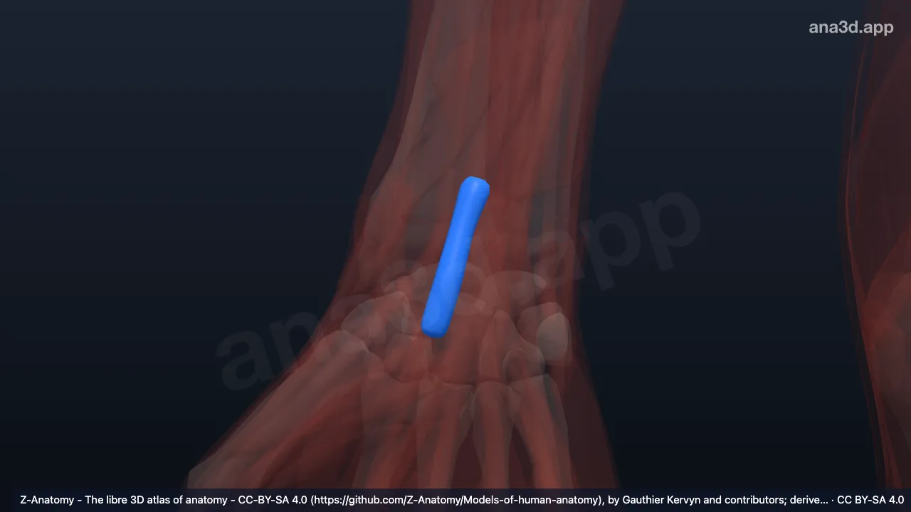 Modelo 3D: Bainha do tendão do flexor radial do carpo direito