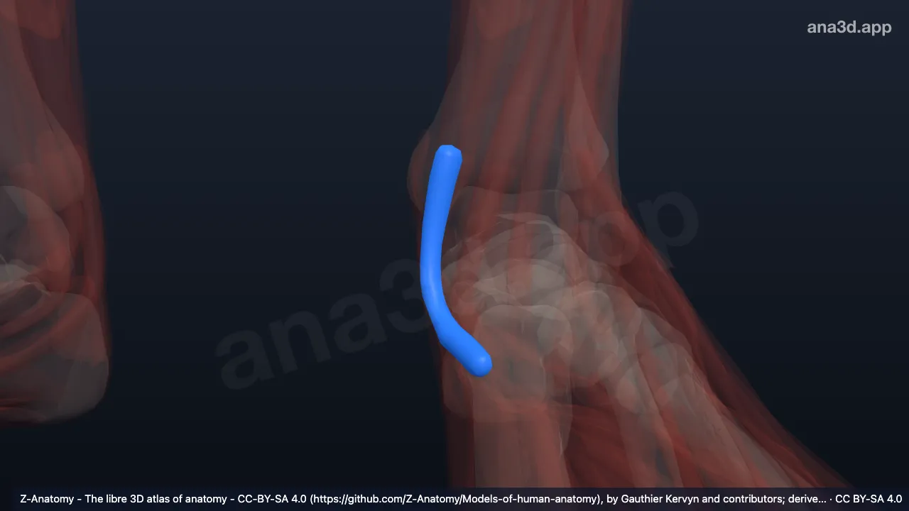 Modelo 3D: Bainha do tendão do flexor longo dos dedos esquerdo