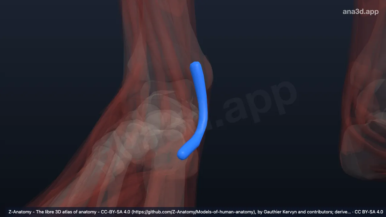 Modelo 3D: Bainha do tendão do flexor longo dos dedos direito