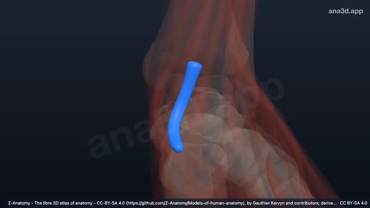 Modelo 3D: Bainha do tendão do flexor longo do hálux esquerdo