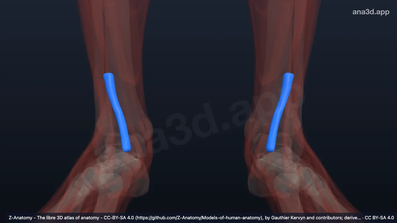 Modèle 3D : Gaine tendineuse du tibial antérieur