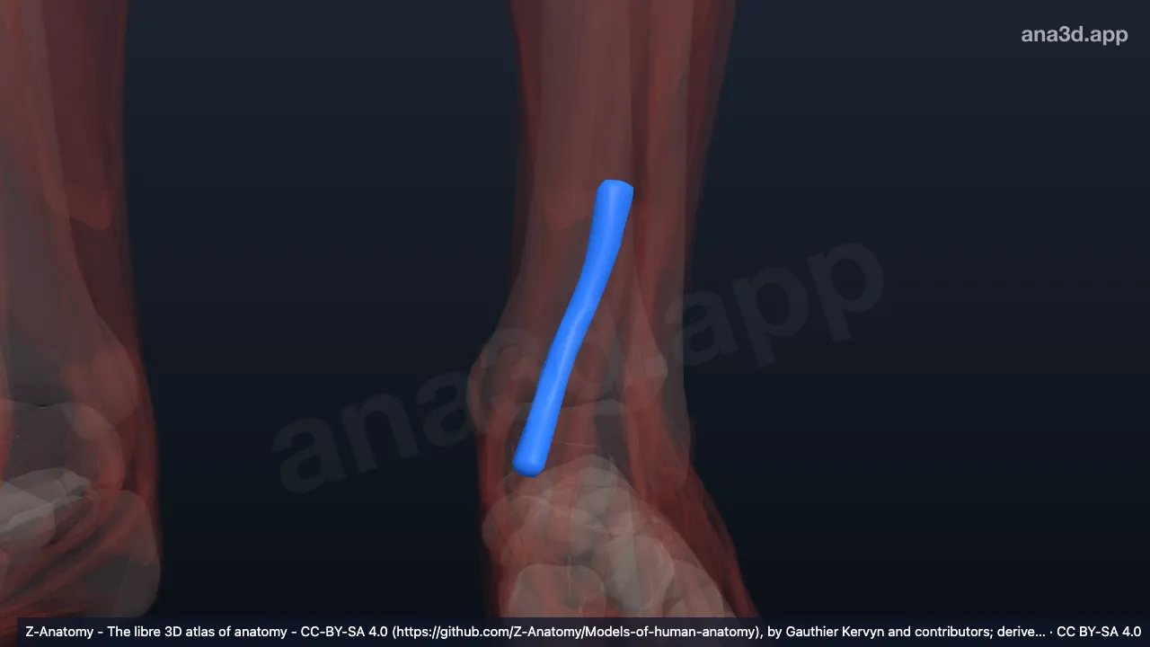 Modelo 3D: Bainha do tendão do tibial anterior esquerdo