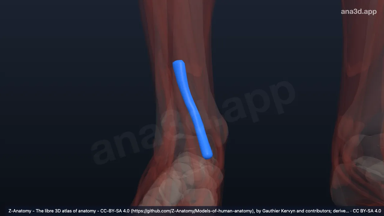 Modelo 3D: Bainha do tendão do tibial anterior direito