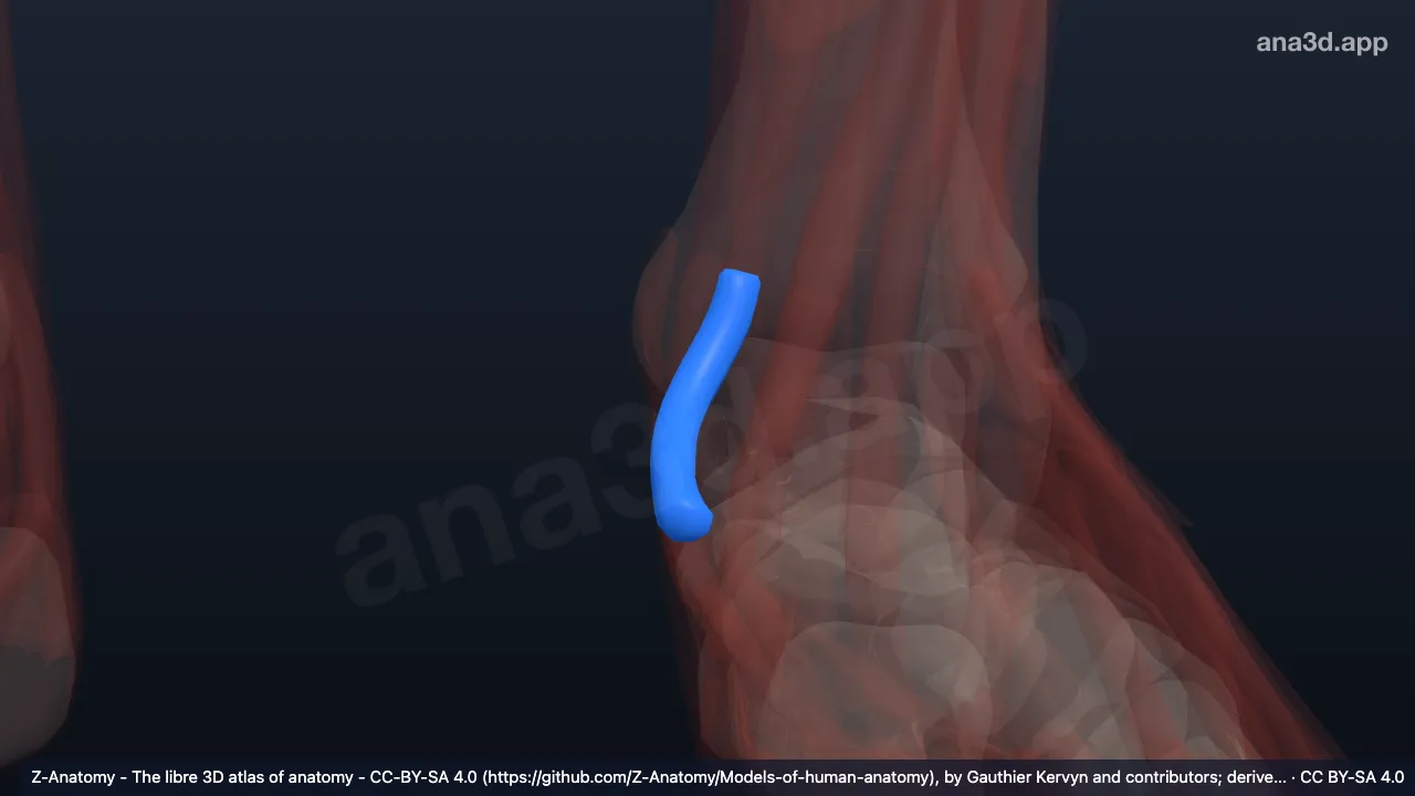 Modelo 3D: Bainha do tendão do músculo tibial posterior esquerdo