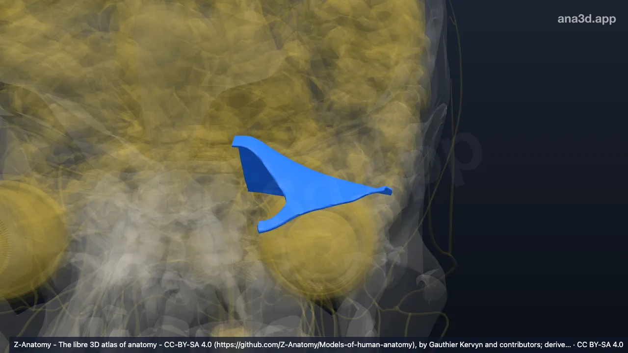 3D model: left tentorium cerebelli