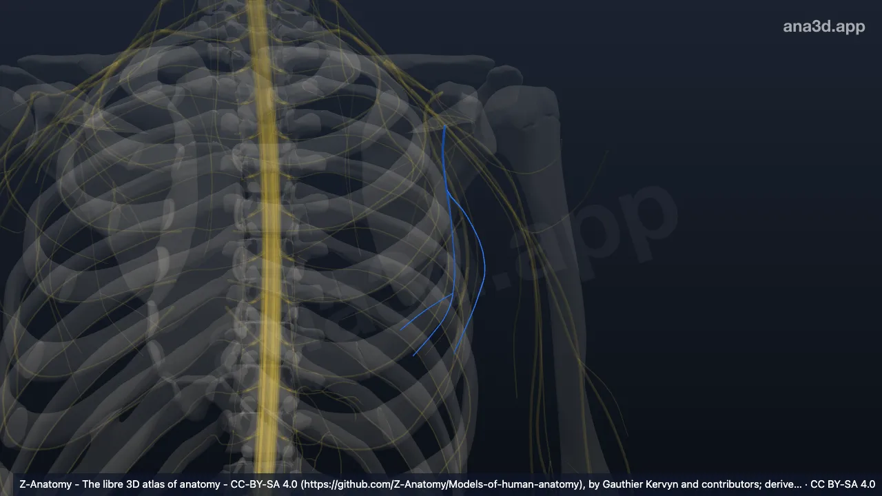 3D model: left thoracodorsal nerve