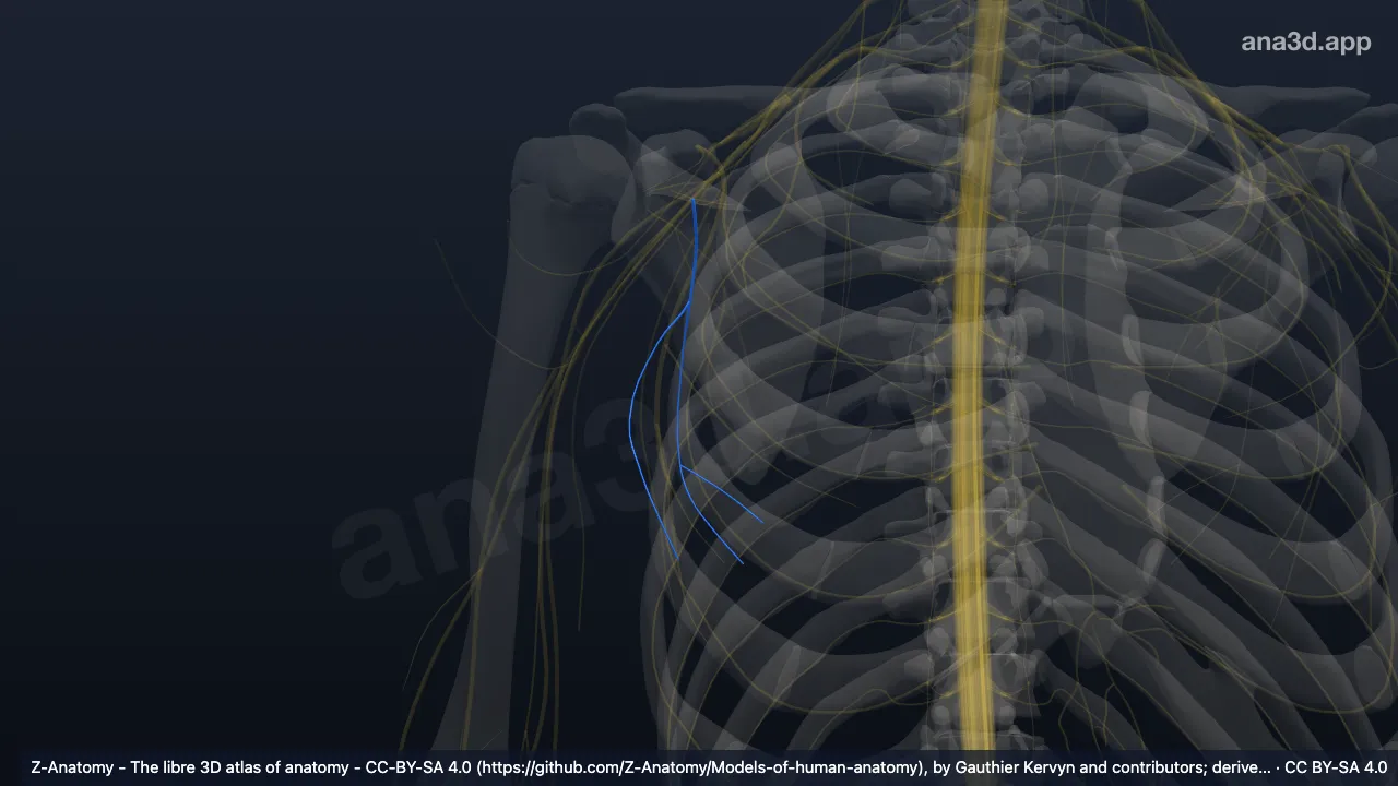 Modelo 3D: Nervio toracodorsal derecho