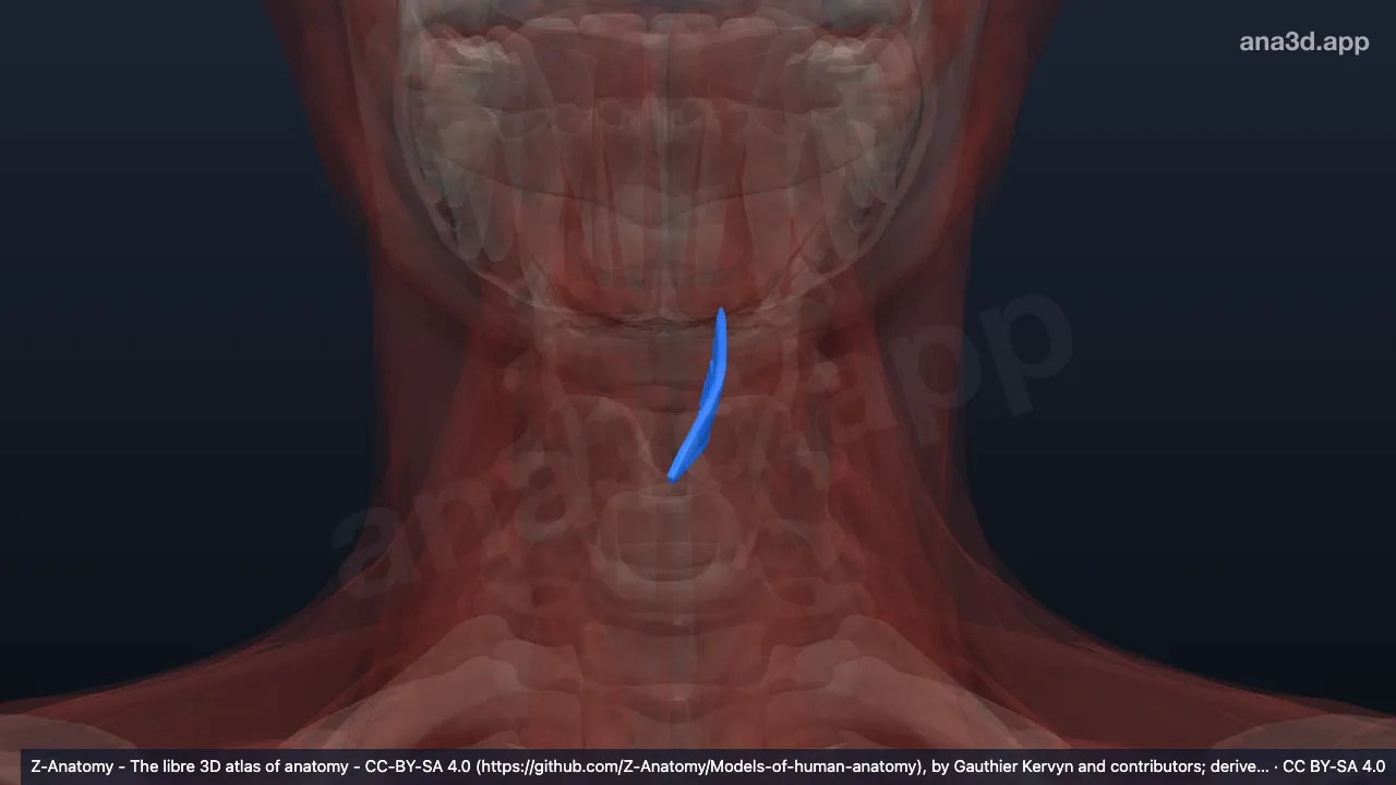 3D 模型：左甲杓肌甲状会厌部