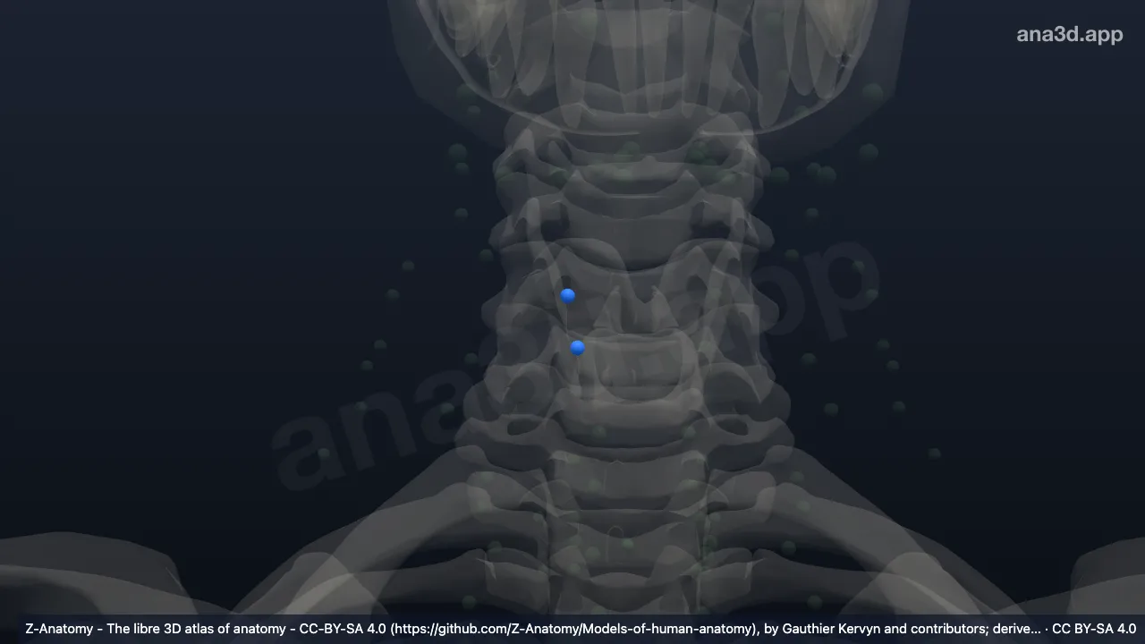 3Dモデル：右甲状腺リンパ節