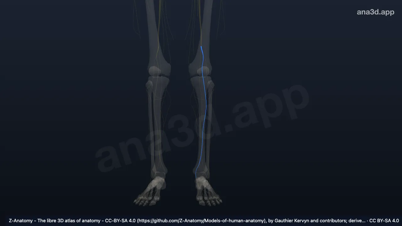 Modelo 3D: Nervio tibial izquierdo