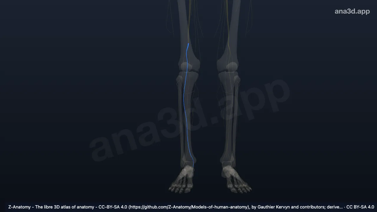 3D model: right tibial nerve