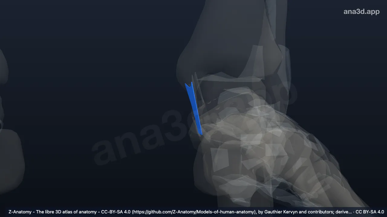 Modelo 3D: Ligamento tibiocalcâneo esquerdo