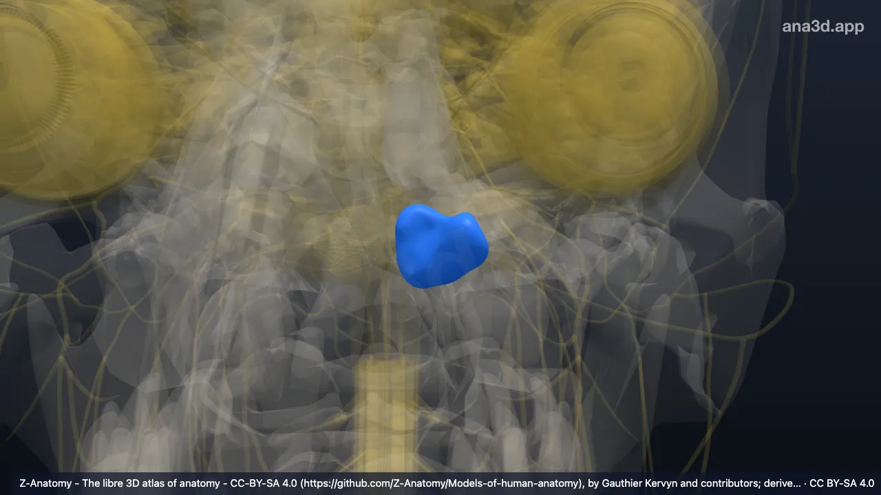Modelo 3D: Amígdala del cerebelo izquierda