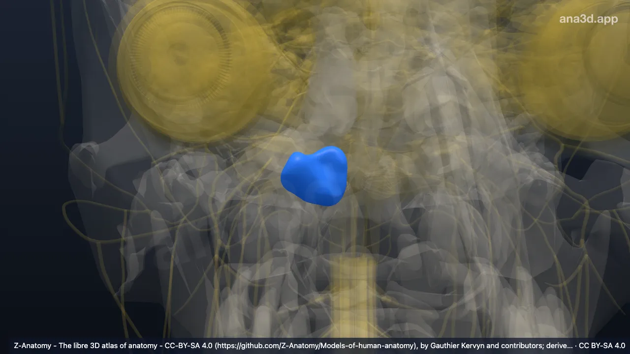Modelo 3D: Amígdala del cerebelo derecha