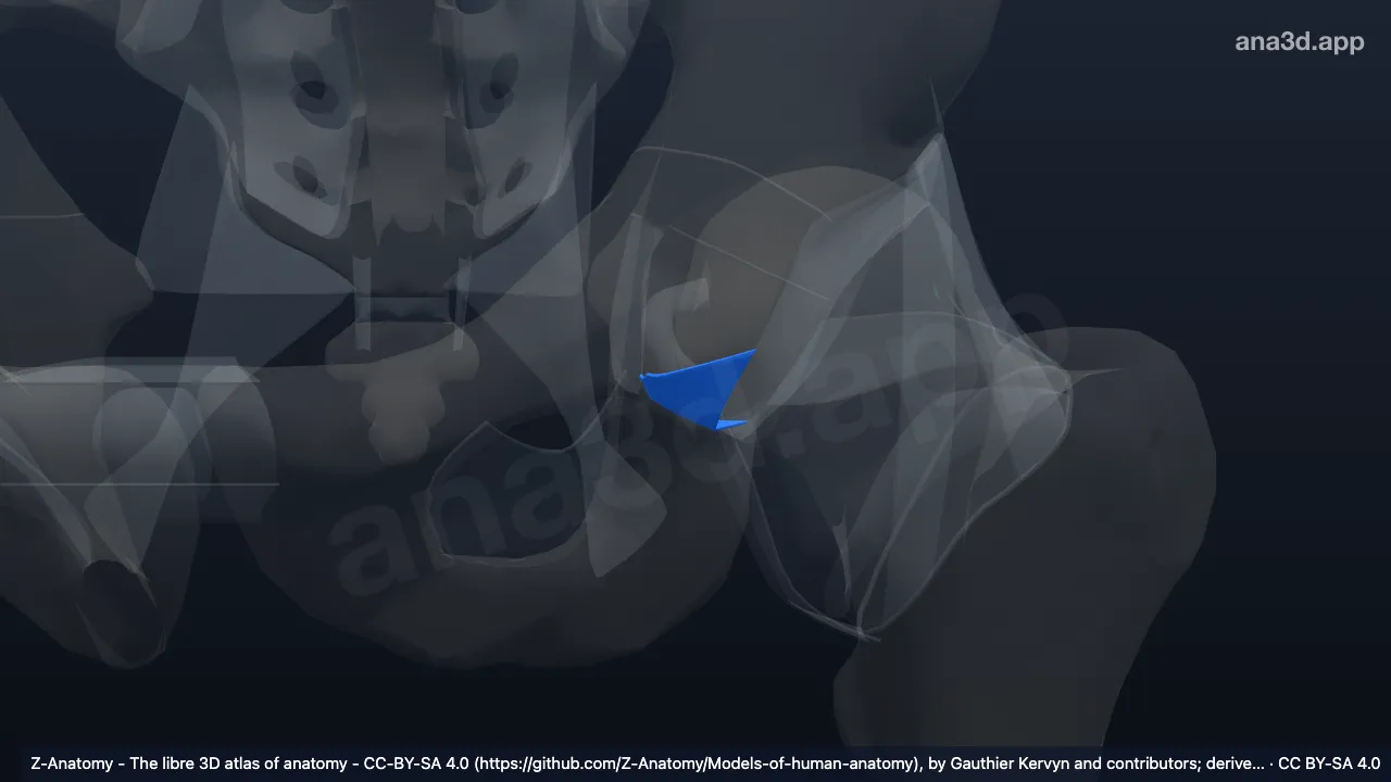 Modelo 3D: Ligamento acetabular transverso izquierdo