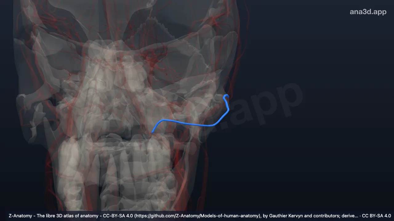 Modelo 3D: Arteria facial transversa izquierda