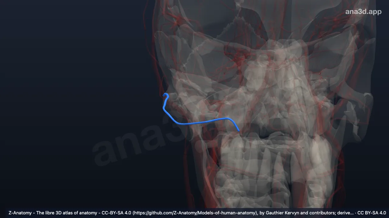 Model 3D: Arteri fasialis transversa kanan