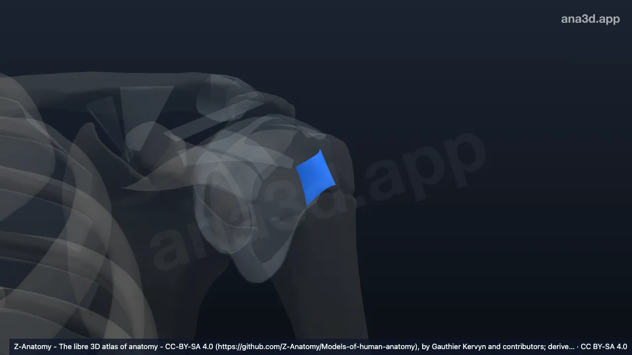 Modelo 3D: Ligamento transverso del húmero izquierdo