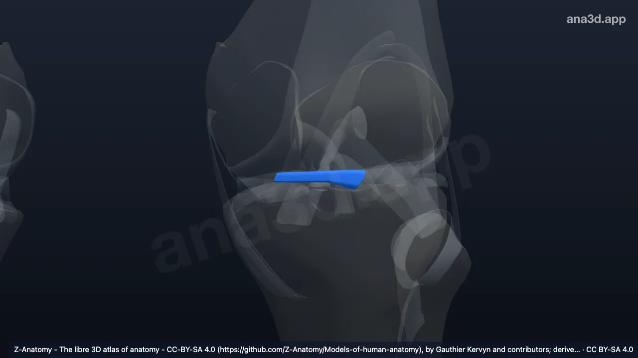 3D model: left transverse ligament of knee