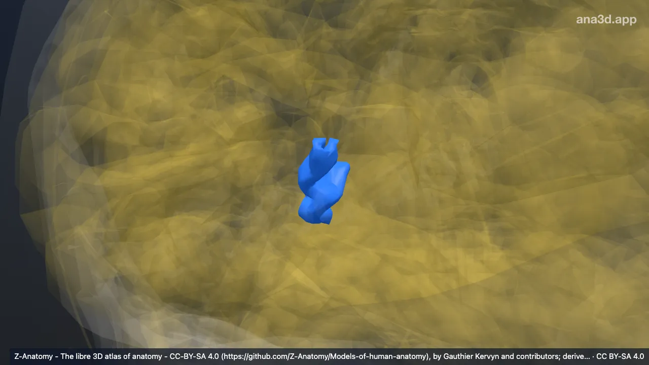 Modèle 3D : Sillon occipital transverse droit