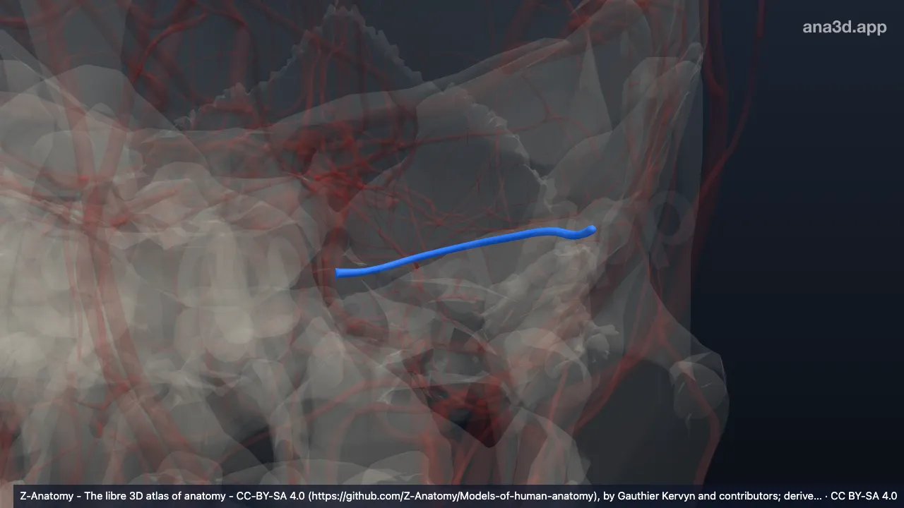 Modèle 3D : Sinus transverse gauche