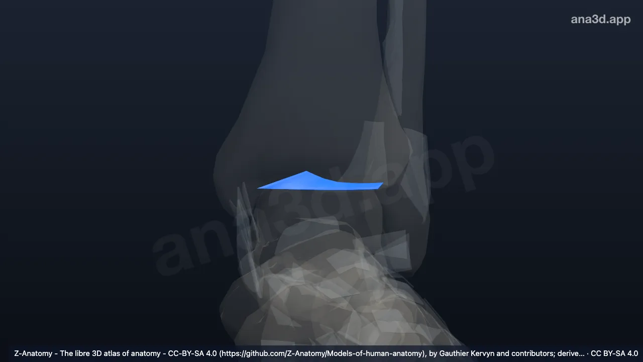 3D model: left transverse tibiofibular ligament