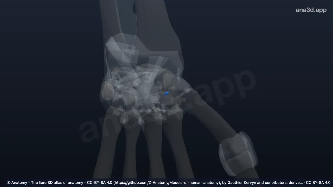 Modelo 3D: Ligamento trapeciotrapezoidal interóseo izquierdo