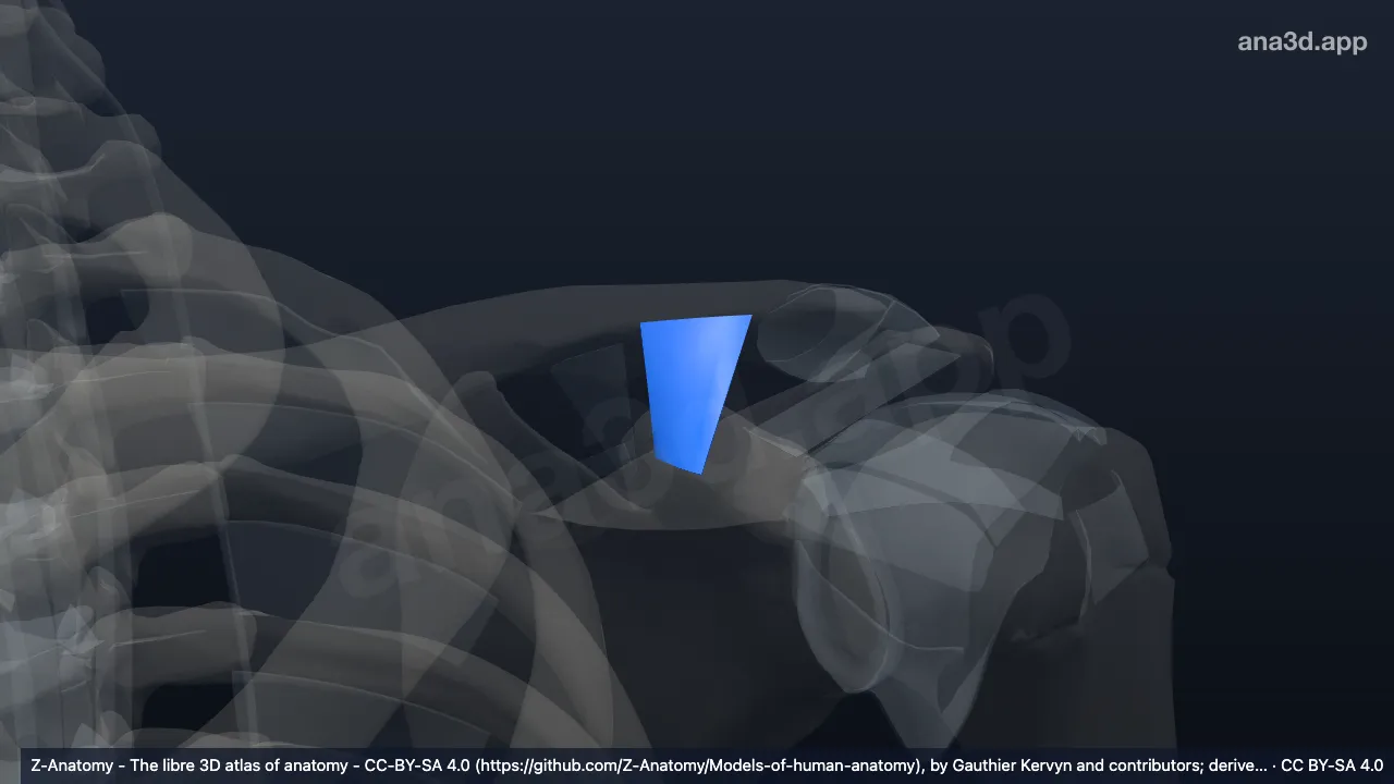 3D model: left trapezoid ligament