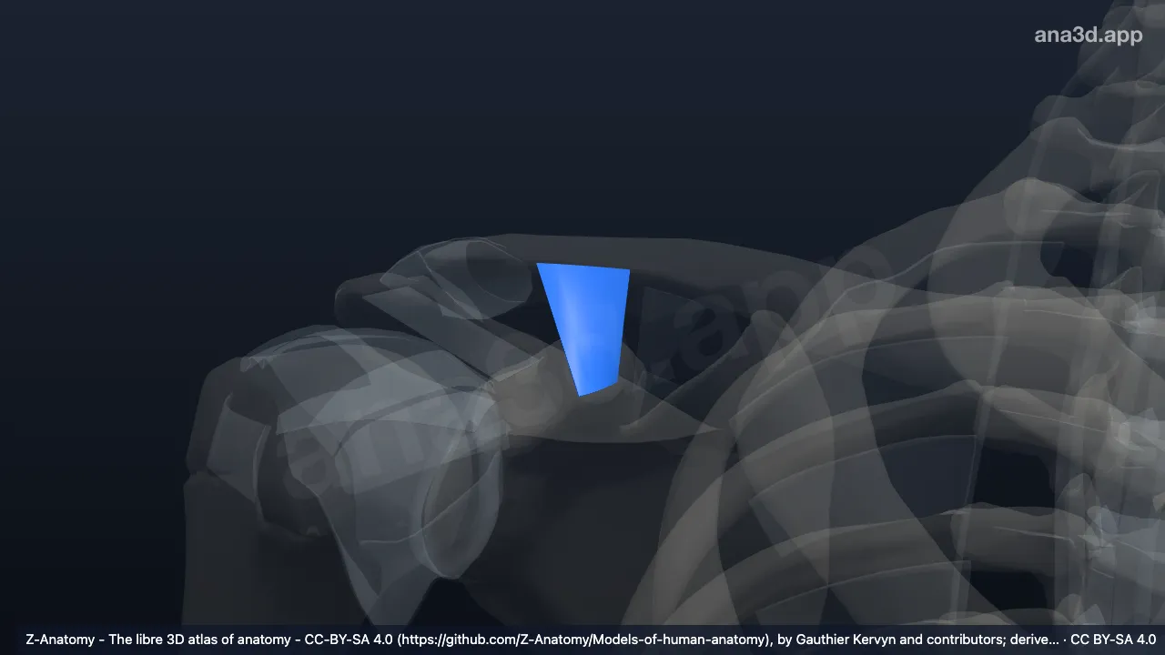 3D model: right trapezoid ligament