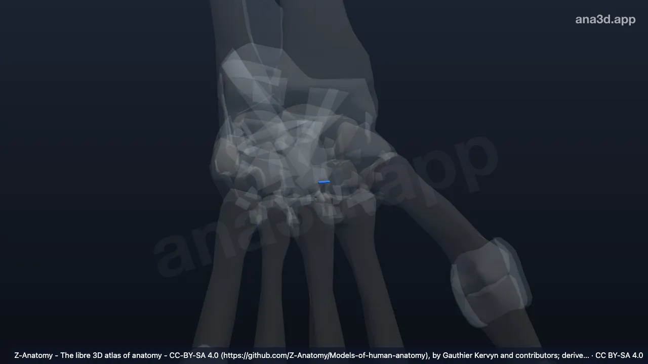 3Dモデル：左小菱形有頭骨間靱帯
