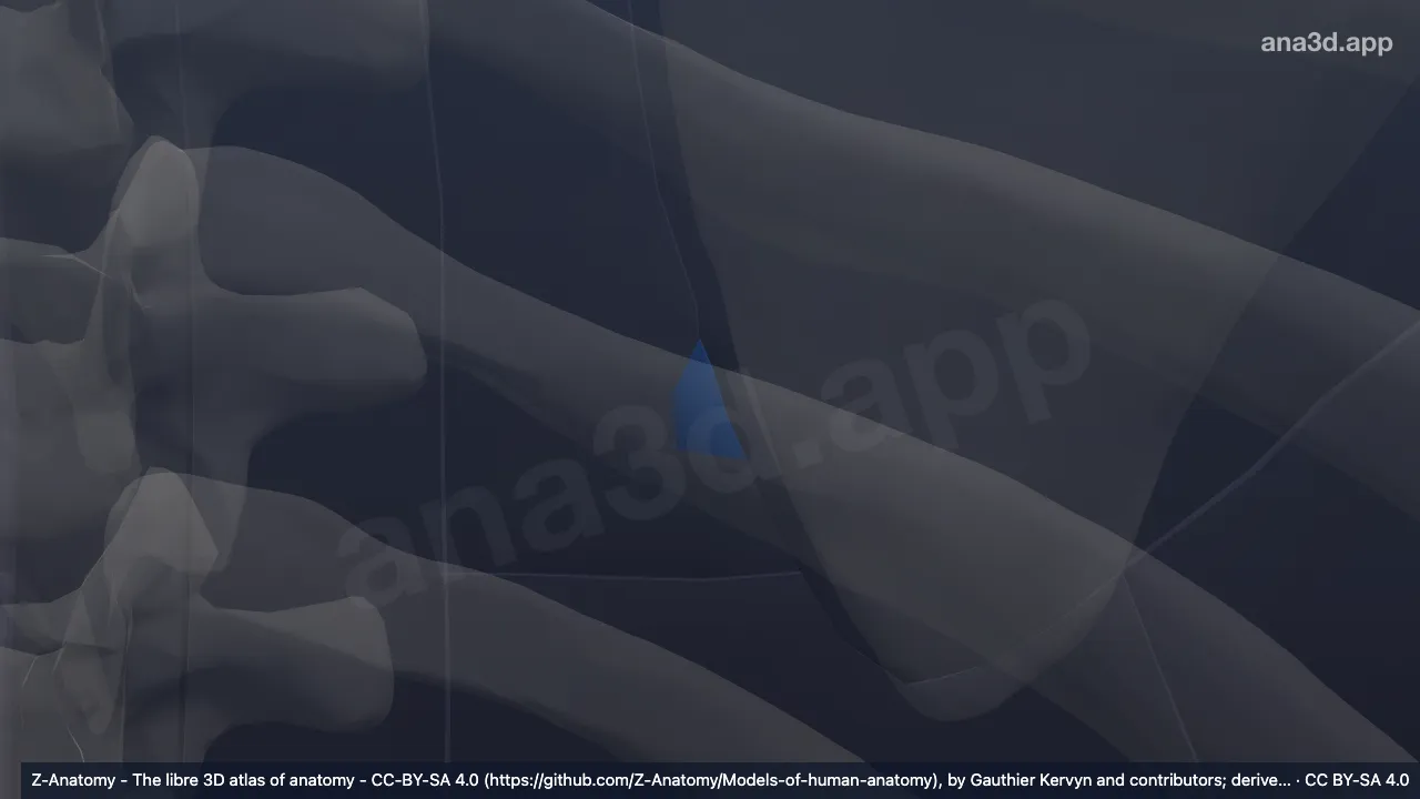 3D model: left triangle of auscultation