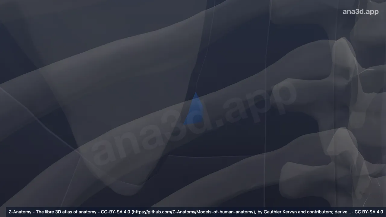 3D model: right triangle of auscultation