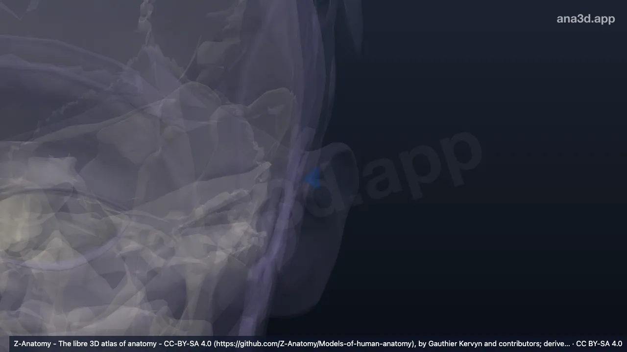 Modelo 3D: Fossa triangular esquerda