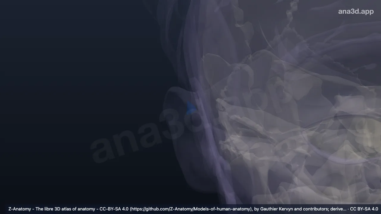 Modelo 3D: Fosa triangular derecha
